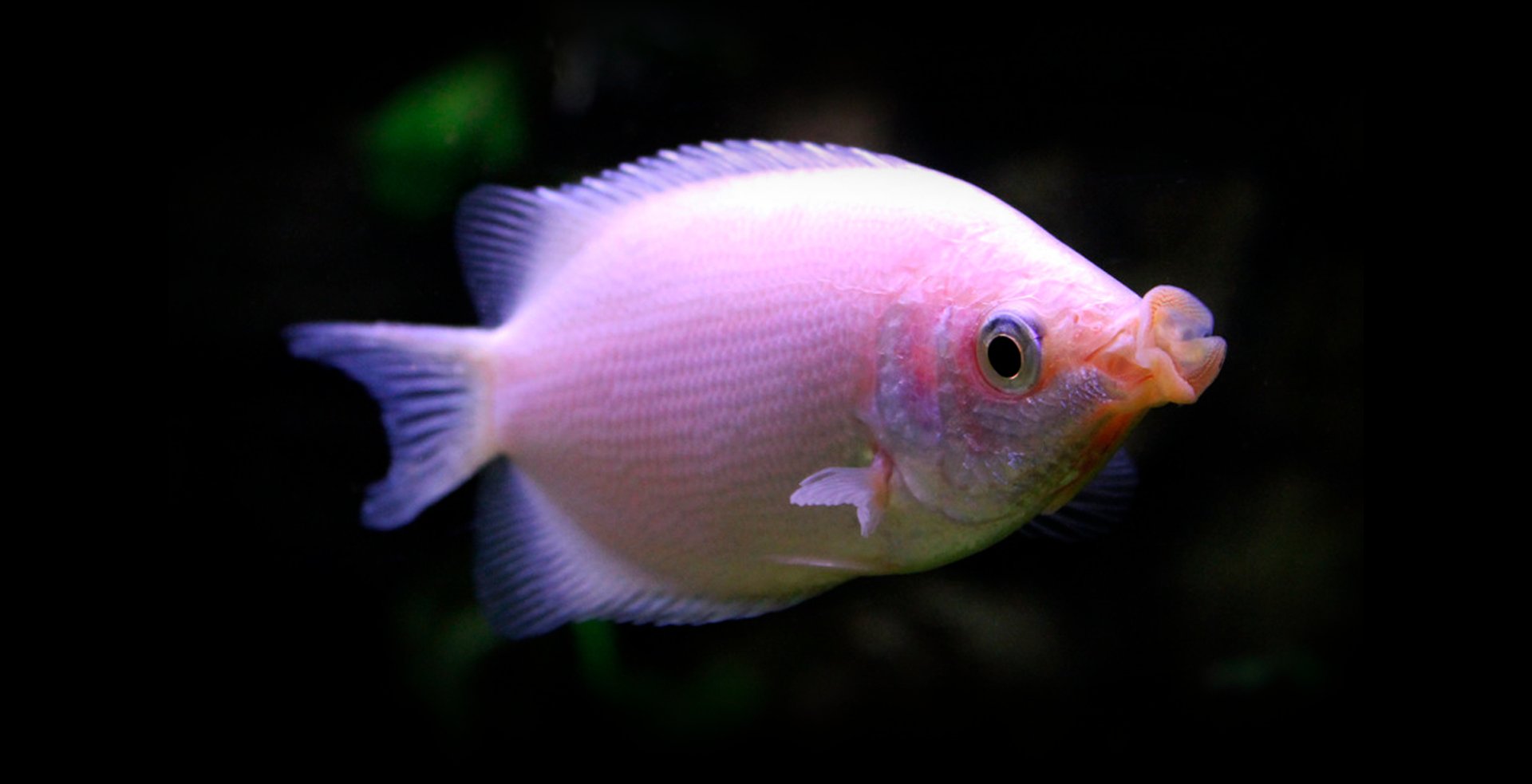 Imagem de fundo de Peixe Beijador - Poytara